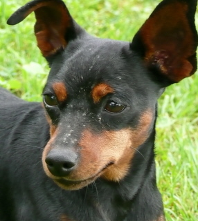 Berger Picard, Hollandse Herder, Holl�ndischer Sch�ferhund, Aloha kakou
