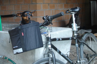 Zwergpinscher, Odell