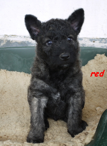red